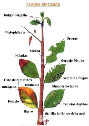 síntomas de las plantas